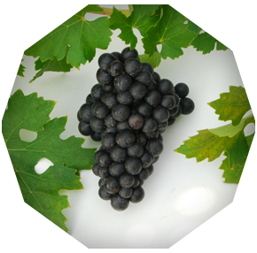 Cabernet Sauvignon grapes