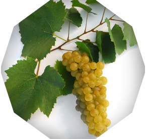 Chardonnay grapes