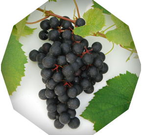 Malbec grapes