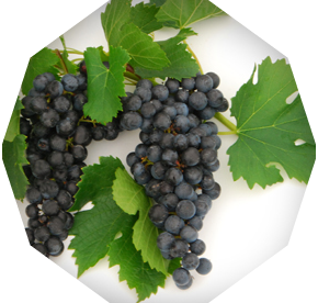 Merlot grapes