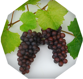 Pinot Gris grapes