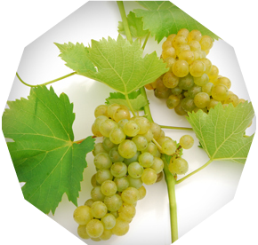 Sauvignon Blanc grapes